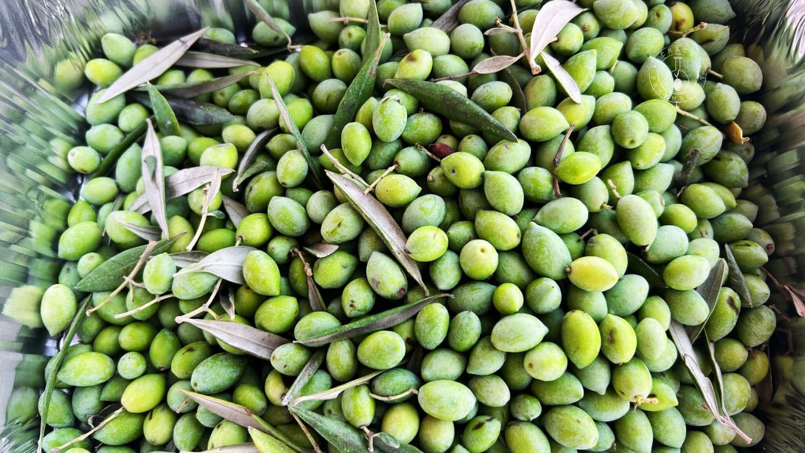 Koroneiki – The Queen of Olives - Crazy Pharmacist